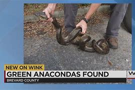 Anaconda 的图像结果