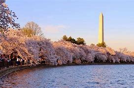 Cherry Blossom Washington 的图像结果