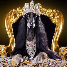 Picture an Afghan Hound that is sitting on a throne of solid gold, surrounded by glittering jewels, and wearing a crown of diamonds and sapphires.