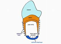 Image result for Epithelial Diaphragm