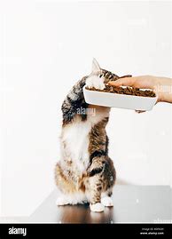 Image result for Cat Steals Food