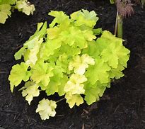 Image result for Heuchera Citronelle ®