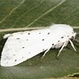 Image result for "fall-webworm"