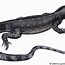 Image result for Lizard Predators
