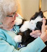 Image result for Robot Cat for Seniors