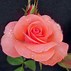 Image result for Wit Her Rose