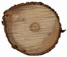 Image result for Log End Texture