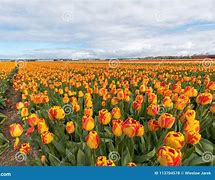 Image result for netherlands tulip fields
