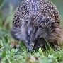 Image result for Hedgehog Favorite Food
