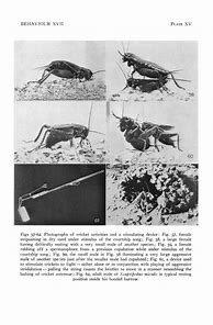 Image result for Crickets Chirping