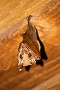 Image result for Largest Bat Species