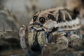 Image result for Biggest Spider in Europe