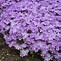 Image result for Phlox subulata Pink Buttons