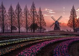 Image result for Netherlands Spring Wallpaper 4K