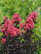 Image result for Lagerstroemia indica CORAL MAGIC