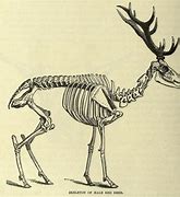 Image result for Deer Jaw Bone Illustration