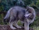 Image result for Grey Wolf Hybrid