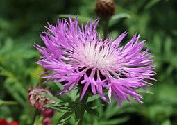 Image result for Centaurea dealbata