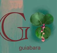 Image result for guiabara
