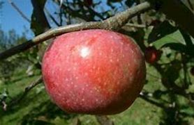 Image result for Yates Apple