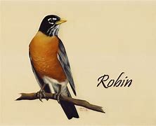 Image result for Robin Art