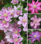 Image result for Hardy Clematis Vines