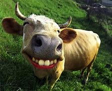 Image result for Smiling Cow Meme