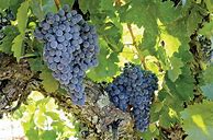 Image result for Lynfred Carignan Old Vines