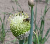 Image result for Allium fistulosum