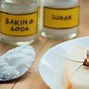 Image result for Cockroach Pest Control