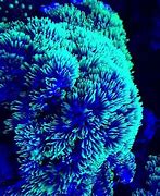 Image result for Micro Star Polyps