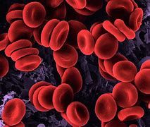 Image result for Red Blood Cells Microscope