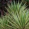 Image result for Yucca gloriosa Variegata