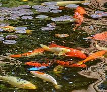 Image result for Traditional Japanese Koi Fish