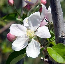 Image result for Gala Apple Tree Flowering