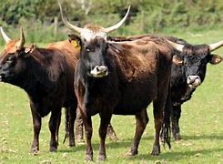 Image result for Aggressive Cows