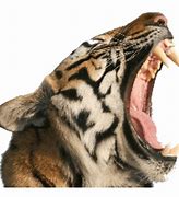 Image result for Tiger Head with Teeth PNG