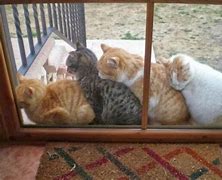Image result for Group of Cats Waiting Funny