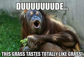 Image result for Funny Animal Ugly Memes