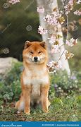 Image result for Shiba Inu Sakura