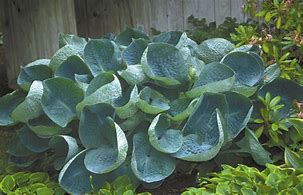 Image result for Hosta Abiqua Drinking Gourd