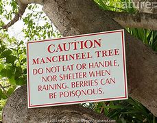 Image result for Manchineel Tree Poison Symptoms