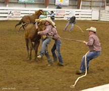 Image result for Wild Horse Race