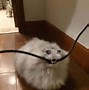 Image result for Meme Working Crying Cat