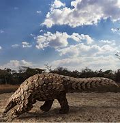 Image result for Pangolin Wait Nervous