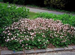 Image result for Geranium cantabrigiense Biokovo 