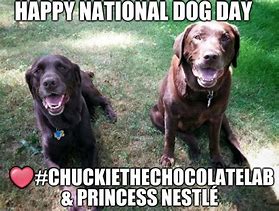Image result for National Dog Day Meme