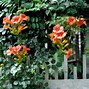 Image result for Yellow Trumpet Vine Plant
