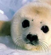 Image result for Cutest Animal Pictures