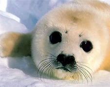Image result for Top Ten Cutest Baby Animals